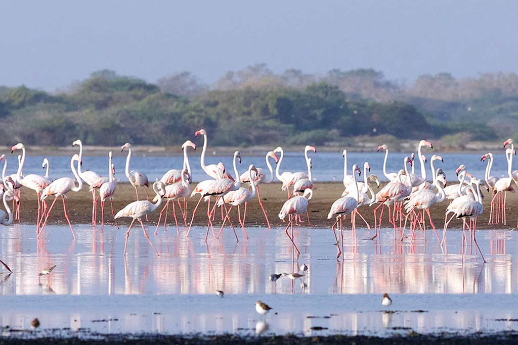 Mannar Image