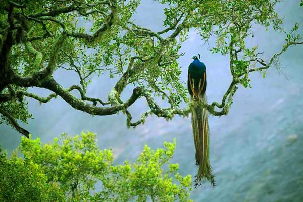 Ratnapura Image